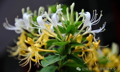 白萝卜的作用和副作用-白萝卜的作用和副作用专区_白萝卜有什么用专区_百萝卜有药用吗网